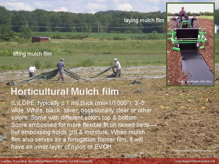 laying mulch film lifting mulch film Photo: Sky. Plastic USA 2011 Horticultural Mulch film