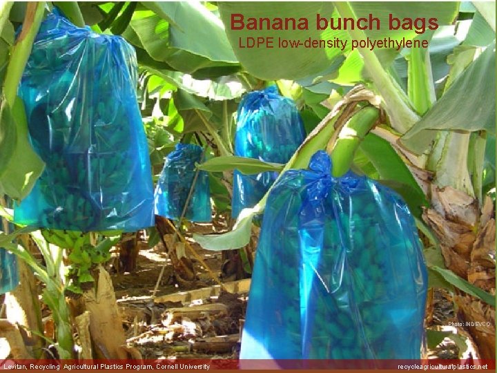 Banana bunch bags LDPE low-density polyethylene Photo: INDEVCO Levitan, Recycling Agricultural Plastics Program, Cornell