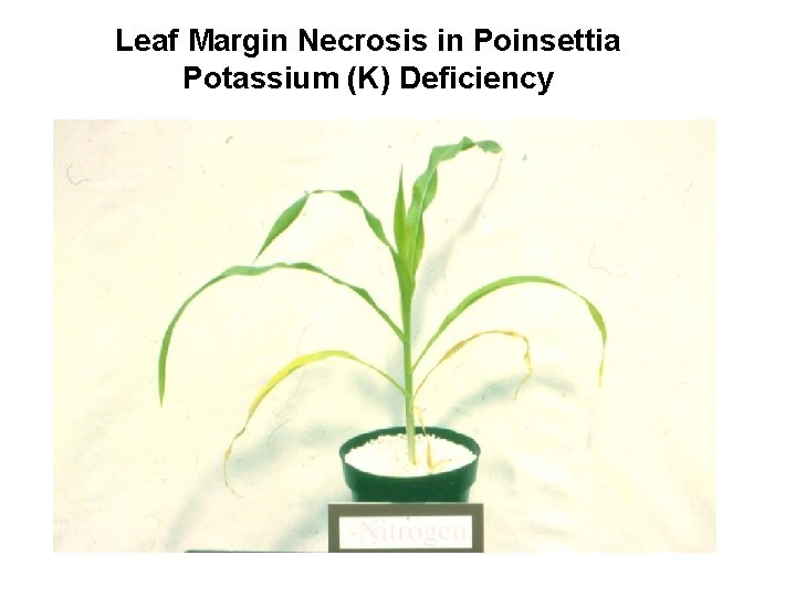 Leaf Margin Necrosis in Poinsettia Potassium (K) Deficiency 