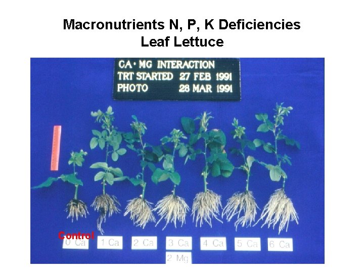 Macronutrients N, P, K Deficiencies Leaf Lettuce Control 