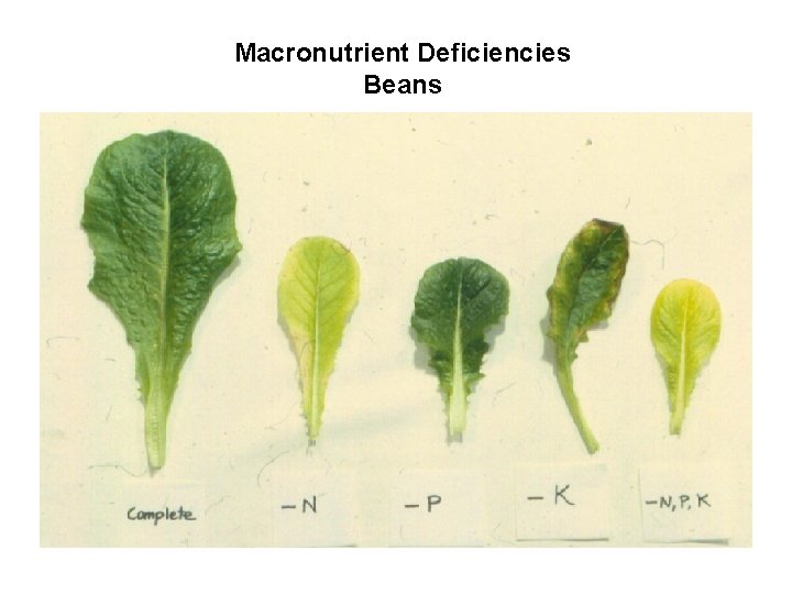 Macronutrient Deficiencies Beans 