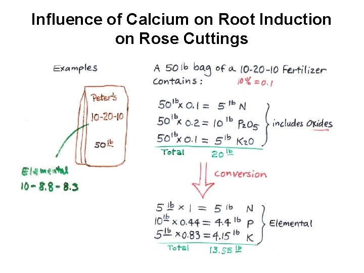 Influence of Calcium on Root Induction on Rose Cuttings 