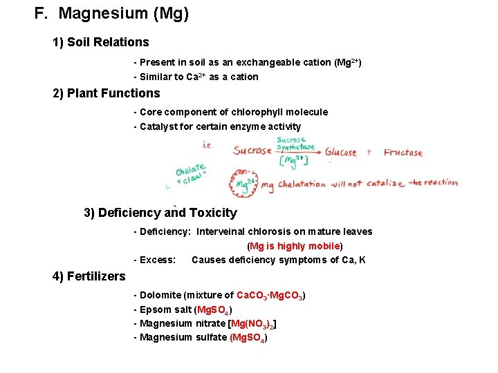 F. Magnesium (Mg) 1) Soil Relations - Present in soil as an exchangeable cation