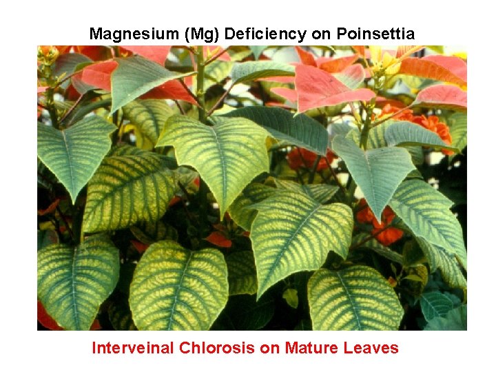 Magnesium (Mg) Deficiency on Poinsettia Interveinal Chlorosis on Mature Leaves 