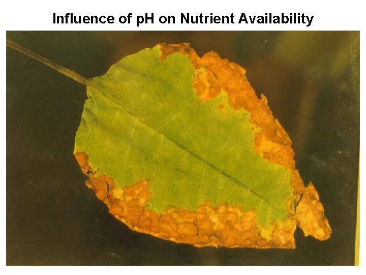 Influence of p. H on Nutrient Availability 