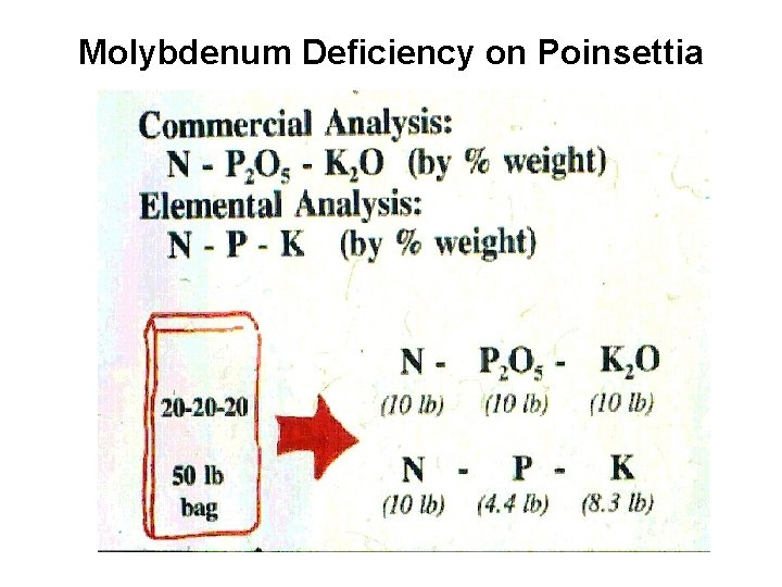 Molybdenum Deficiency on Poinsettia 