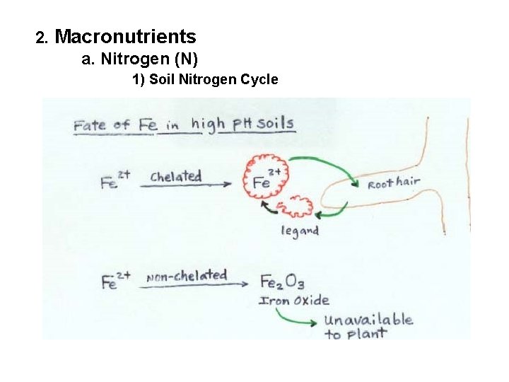 2. Macronutrients a. Nitrogen (N) 1) Soil Nitrogen Cycle 