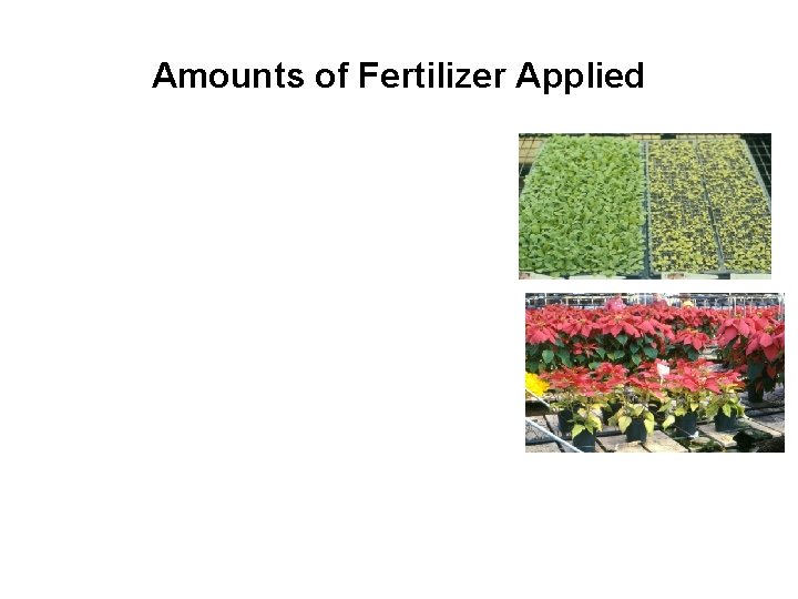 Amounts of Fertilizer Applied 