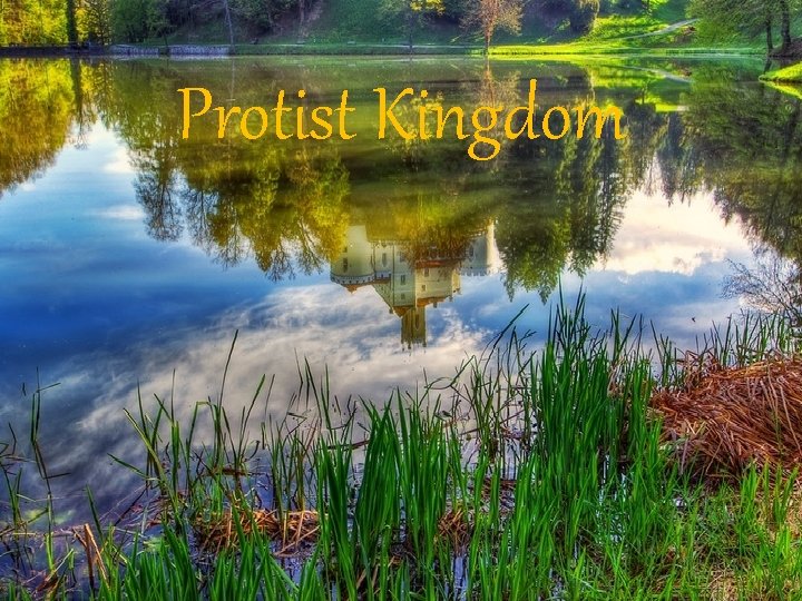 Protist Kingdom 