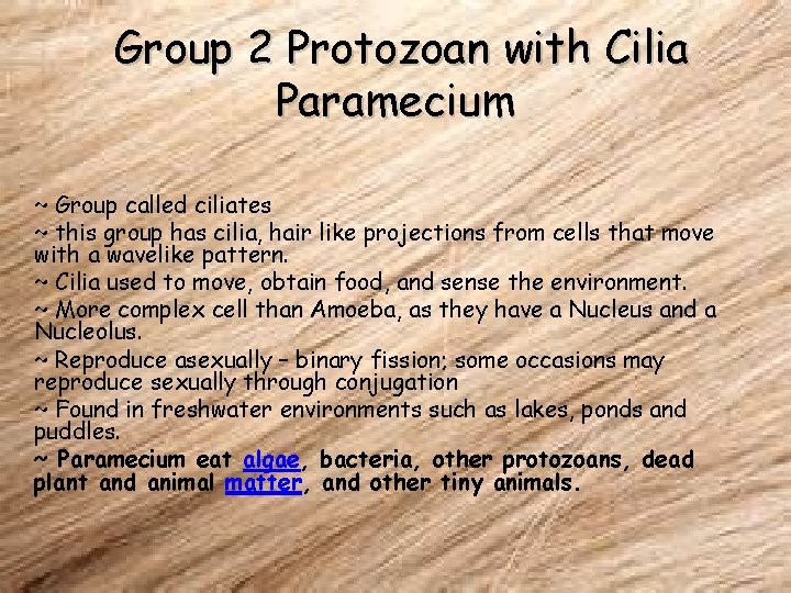 Group 2 Protozoan with Cilia Paramecium ~ Group called ciliates ~ this group has