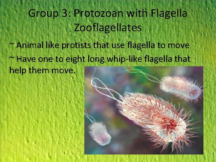 Group 3: Protozoan with Flagella Zooflagellates ~ Animal like protists that use flagella to