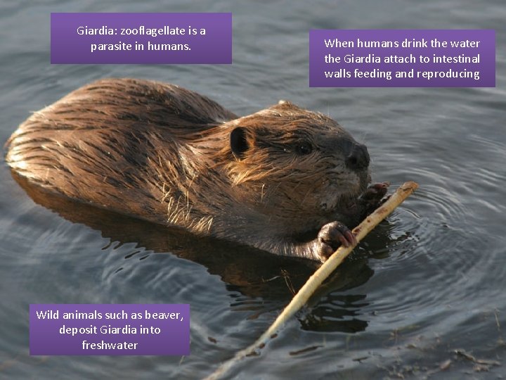 Giardia: zooflagellate is a parasite in humans. Wild animals such as beaver, deposit Giardia