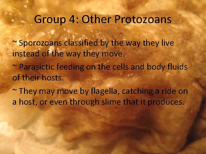 Group 4: Other Protozoans ~ Sporozoans classified by the way they live instead of
