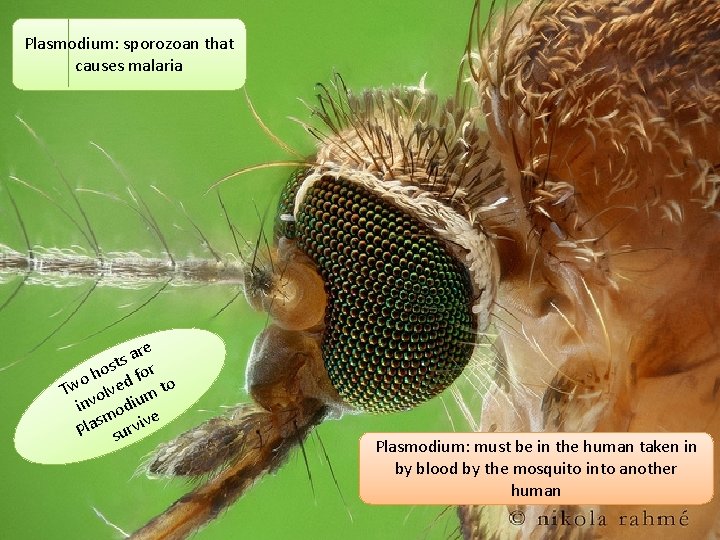 Plasmodium: sporozoan that causes malaria re a s ost for h o Tw olved