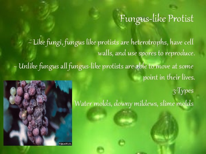 Fungus-like Protist ~ Like fungi, fungus like protists are heterotrophs, have cell walls, and