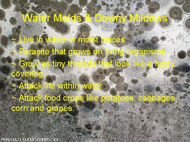 Water Molds & Downy Mildews ~ Live in water or moist places ~ Parasite