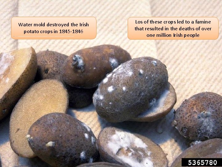 Water mold destroyed the Irish potato crops in 1845 -1846 Los of these crops