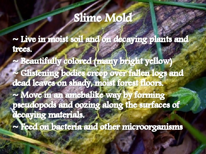 Slime Mold ~ Live in moist soil and on decaying plants and trees. ~ Slime Mold ~ Live in moist soil and on decaying plants and trees. ~