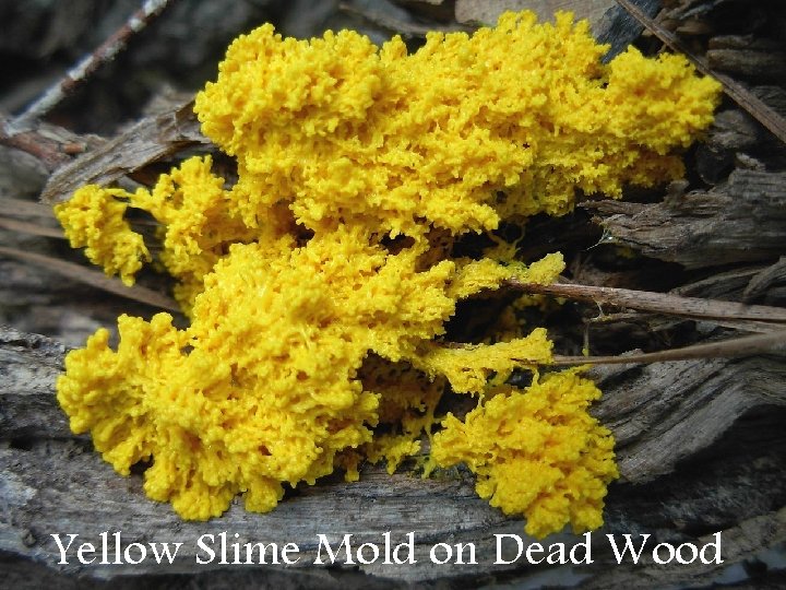 Yellow Slime Mold on Dead Wood 