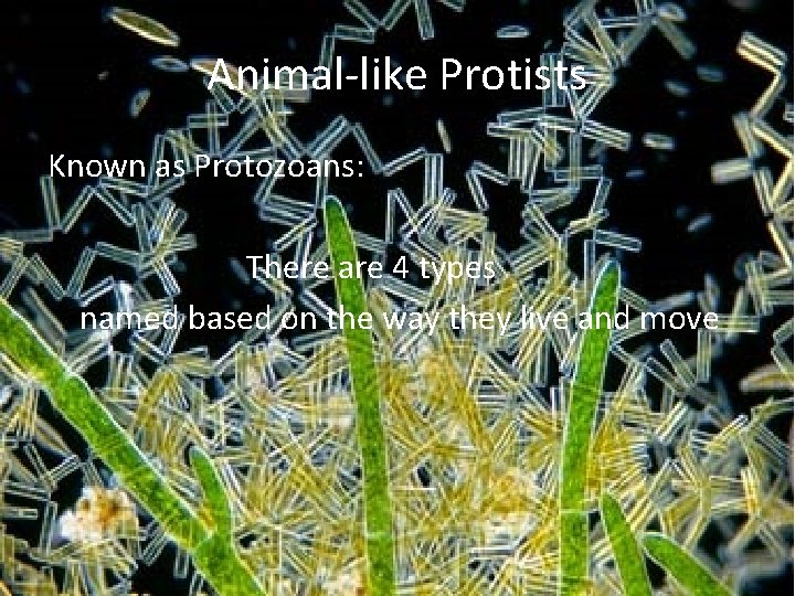 Animal-like Protists Known as Protozoans: There are 4 types named based on the way