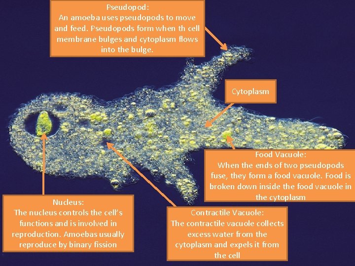 Pseudopod: An amoeba uses pseudopods to move and feed. Pseudopods form when th cell