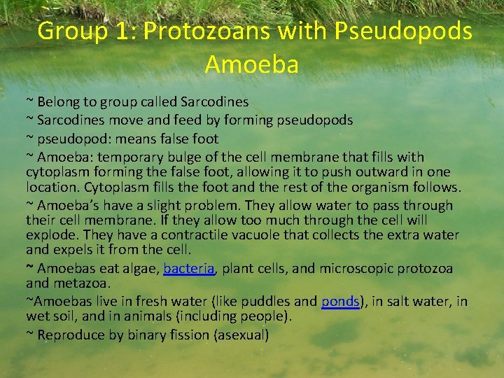 Group 1: Protozoans with Pseudopods Amoeba ~ Belong to group called Sarcodines ~ Sarcodines