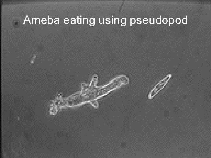 Ameba eating using pseudopod 