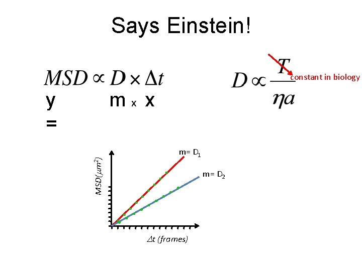 Says Einstein! constant in biology y = MSD(mm 2) mx x m= D 1