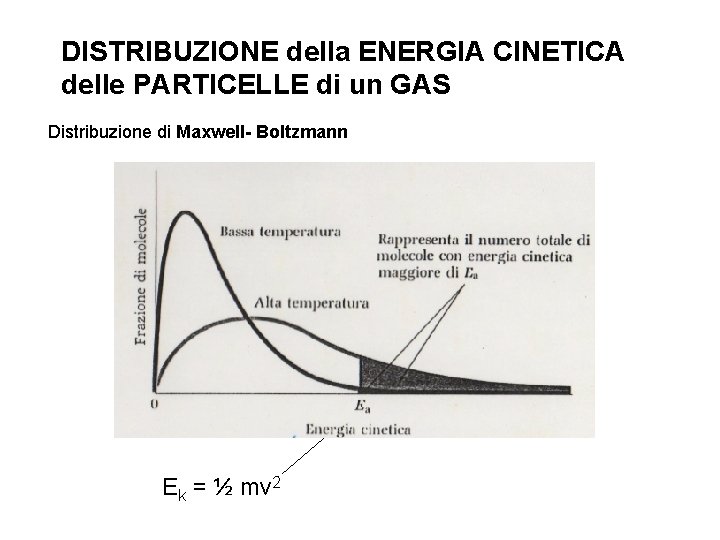 DISTRIBUZIONE della ENERGIA CINETICA delle PARTICELLE di un GAS Distribuzione di Maxwell- Boltzmann Ek