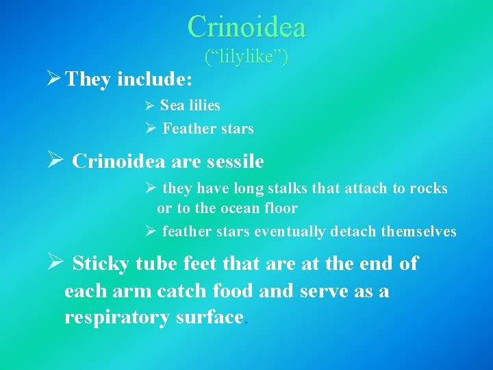 Crinoidea Ø They include: (“lilylike”) Ø Sea lilies Ø Feather stars Ø Crinoidea are