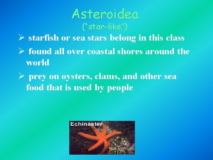 Asteroidea (“star-like”) Ø starfish or sea stars belong in this class Ø found all