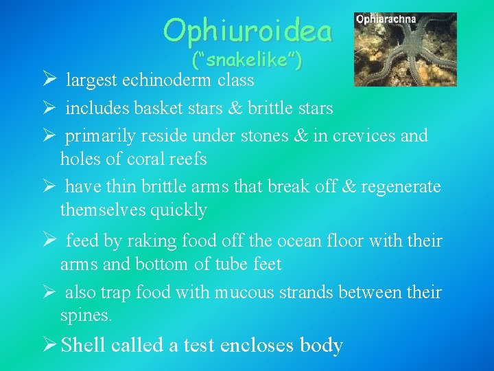 Ophiuroidea (“snakelike”) Ø largest echinoderm class Ø includes basket stars & brittle stars Ø
