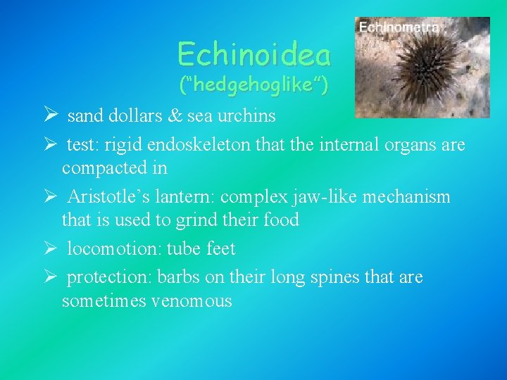 Echinoidea (“hedgehoglike”) Ø sand dollars & sea urchins Ø test: rigid endoskeleton that the