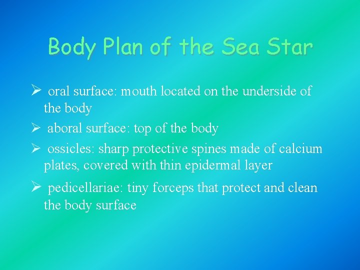 Body Plan of the Sea Star Ø oral surface: mouth located on the underside