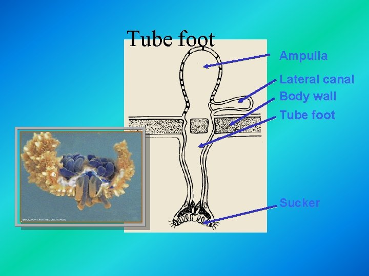 Tube foot Ampulla Lateral canal Body wall Tube foot Sucker 