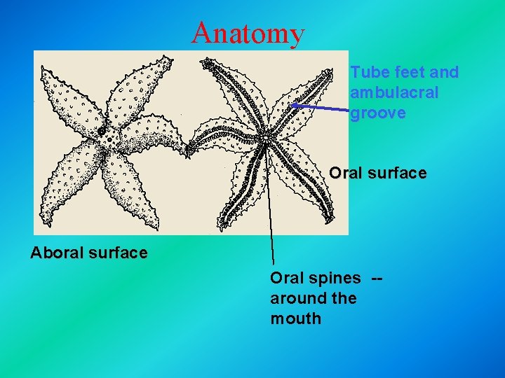 Anatomy Tube feet and ambulacral groove Oral surface Aboral surface Oral spines -around the