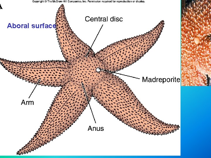 Aboral surface 