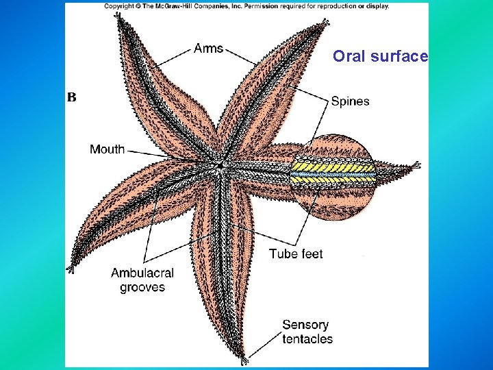 Oral surface 