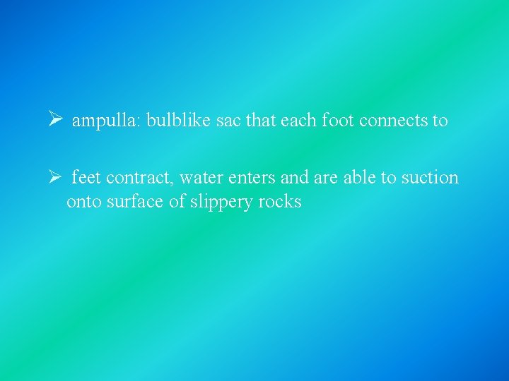 Ø ampulla: bulblike sac that each foot connects to Ø feet contract, water enters