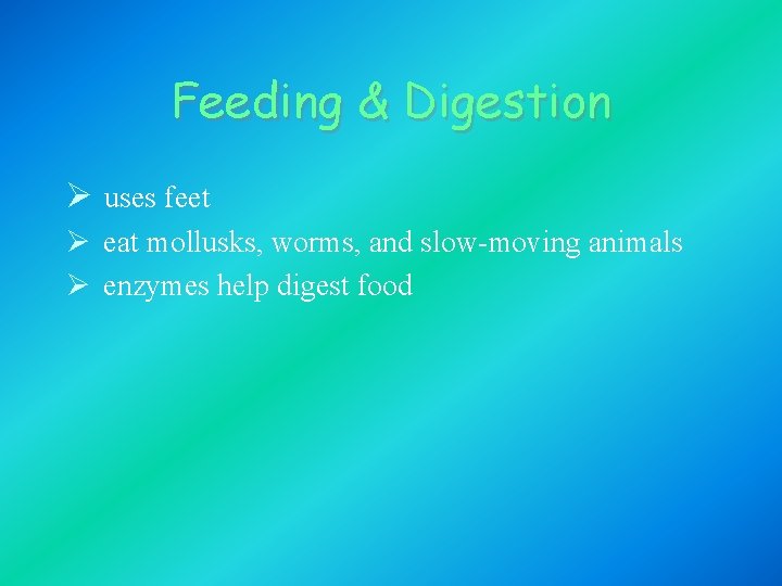 Feeding & Digestion Ø uses feet Ø eat mollusks, worms, and slow-moving animals Ø