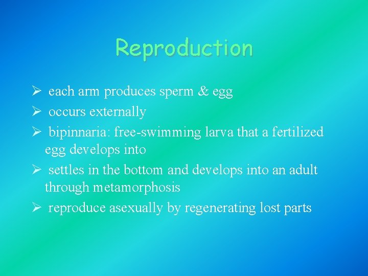 Reproduction Ø each arm produces sperm & egg Ø occurs externally Ø bipinnaria: free-swimming