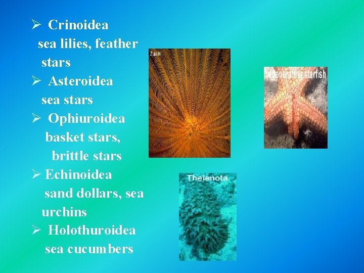 Ø Crinoidea sea lilies, feather stars Ø Asteroidea stars Ø Ophiuroidea basket stars, brittle