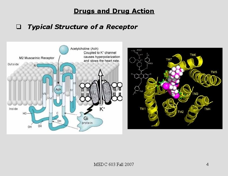 Drugs and Drug Action q Typical Structure of a Receptor MEDC 603 Fall 2007