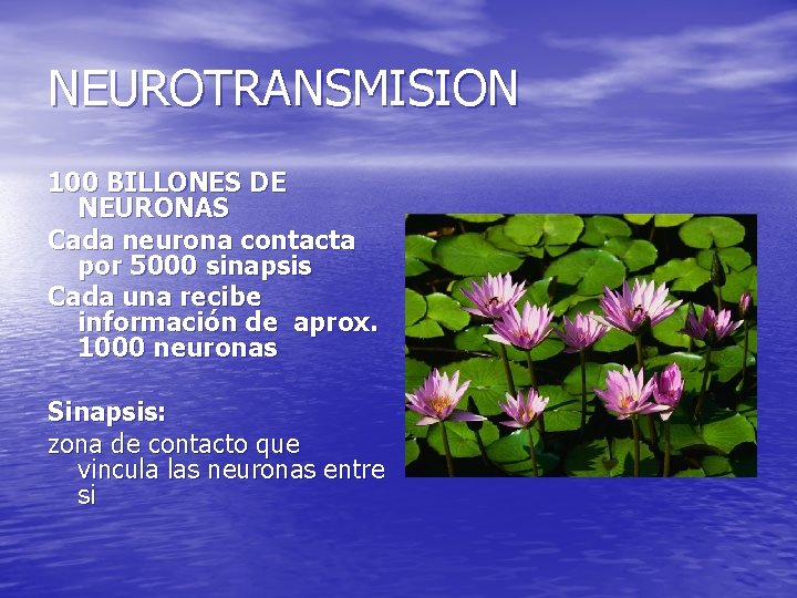 NEUROTRANSMISION 100 BILLONES DE NEURONAS Cada neurona contacta por 5000 sinapsis Cada una recibe NEUROTRANSMISION 100 BILLONES DE NEURONAS Cada neurona contacta por 5000 sinapsis Cada una recibe