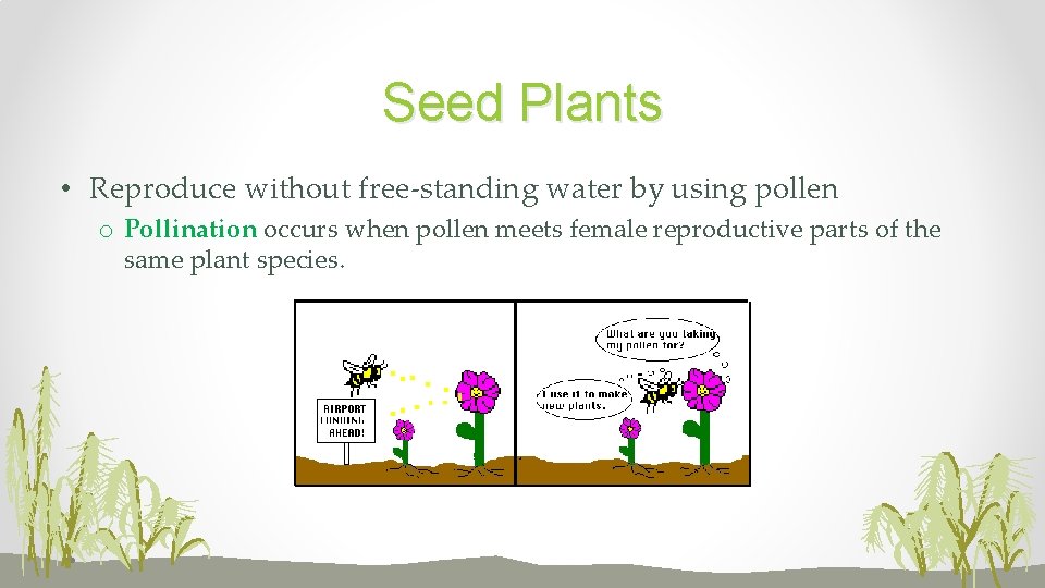 Seed Plants • Reproduce without free-standing water by using pollen o Pollination occurs when