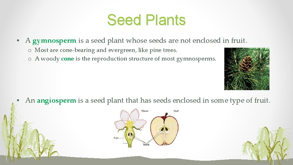 Seed Plants • A gymnosperm is a seed plant whose seeds are not enclosed