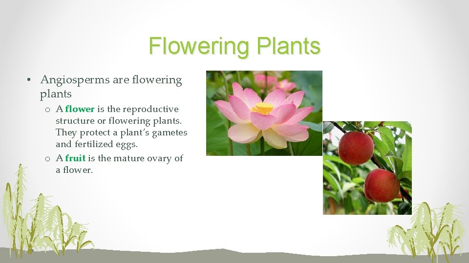 Flowering Plants • Angiosperms are flowering plants o A flower is the reproductive structure