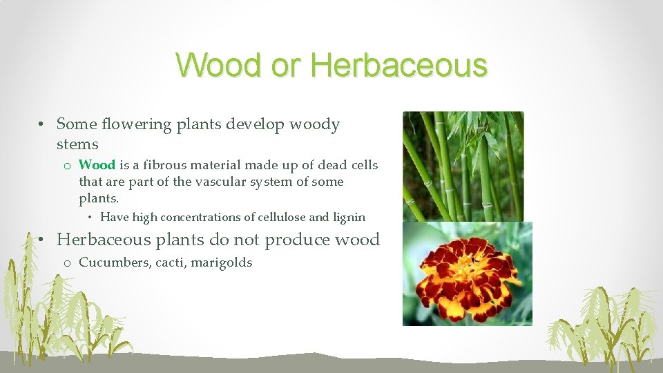 Wood or Herbaceous • Some flowering plants develop woody stems o Wood is a
