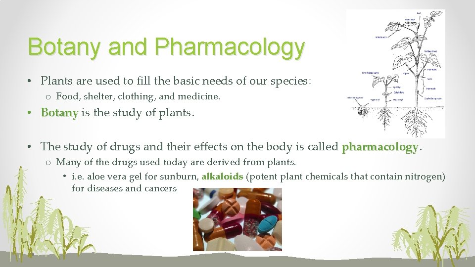Botany and Pharmacology • Plants are used to fill the basic needs of our