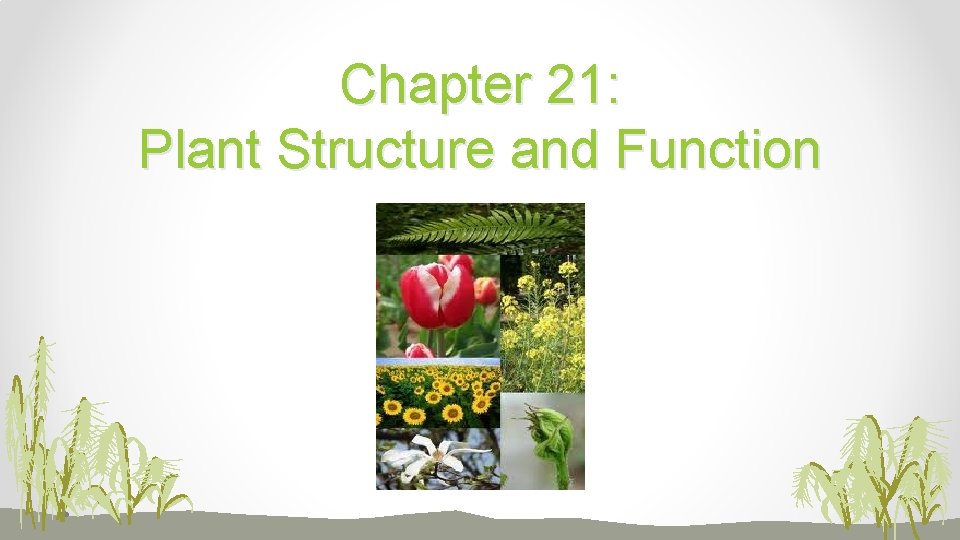 Chapter 21: Plant Structure and Function 